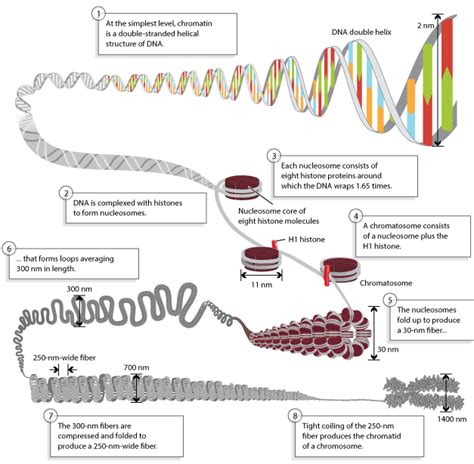 DNA Packaging: Nucleosomes and Chromatin